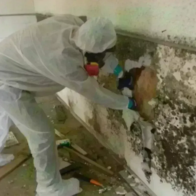 Mold Remediation and Removal in Corning, NY